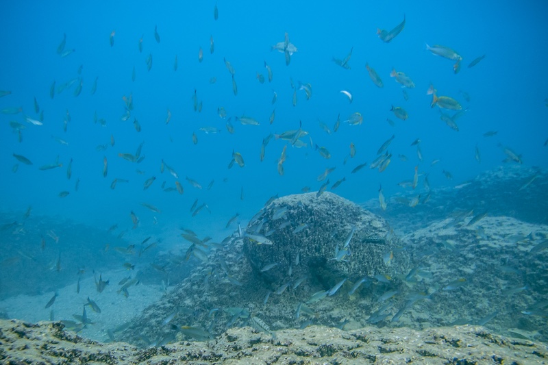 Cyprichromis sp. 'dwarf jumbo' Nondwa Point
